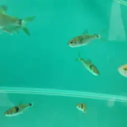 Bucktoothed Tetra, photo 10