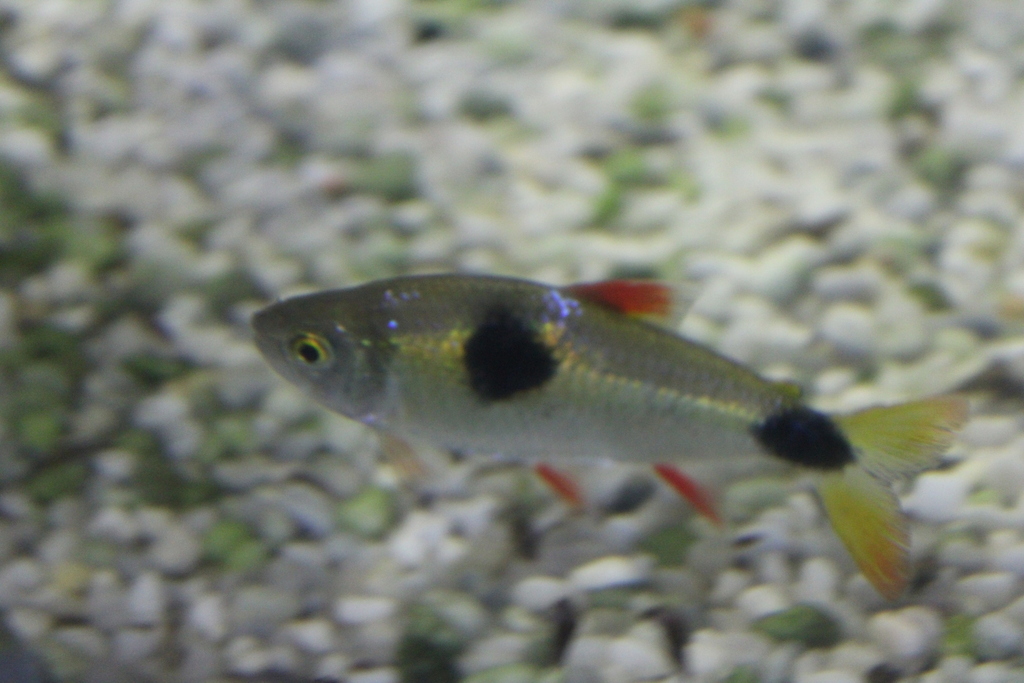 Exodon Fish Bucktoothed Tetra (Exodon paradoxus) · Aquariumpro