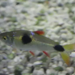 Bucktoothed Tetra, photo 11
