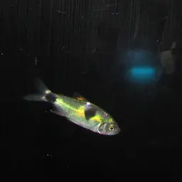 Bucktoothed Tetra, photo 12
