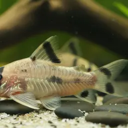 False Bandit Cory, photo 11
