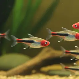False Rummy Nose Tetra, photo 2