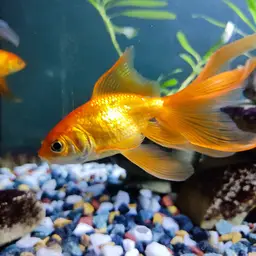 Fantail Goldfish, photo 1