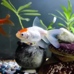 Fantail Goldfish, photo 2