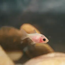 Fantail Goldfish, photo 3