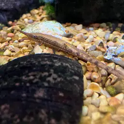 Twig Catfish, photo 1