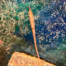 Twig Catfish, photo 2