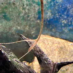 Twig Catfish, photo 3