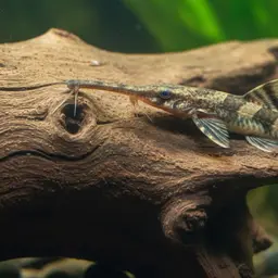 Twig Catfish, photo 4