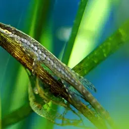 Twig Catfish, photo 1