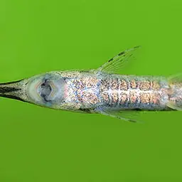 Twig Catfish, photo 2