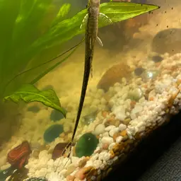 Twig Catfish, photo 3