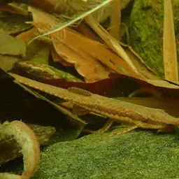 Twig Catfish, photo 4