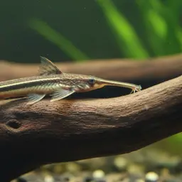Twig Catfish, photo 5