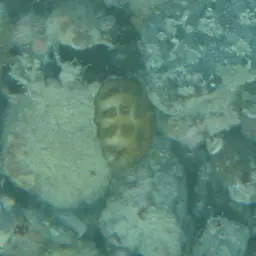 Golf Ball Coral, photo 2