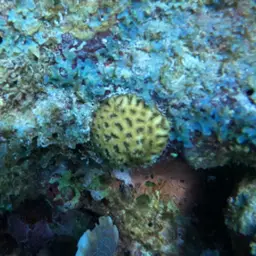 Golf Ball Coral, photo 3
