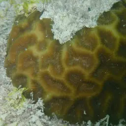 Golf Ball Coral, photo 4