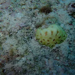 Golf Ball Coral
