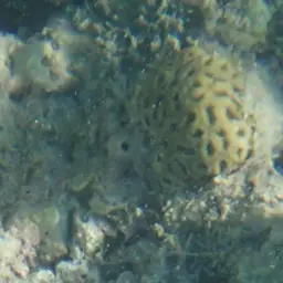 Golf Ball Coral, photo 5