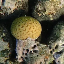 Golf Ball Coral, photo 7