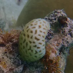 Golf Ball Coral, photo 8