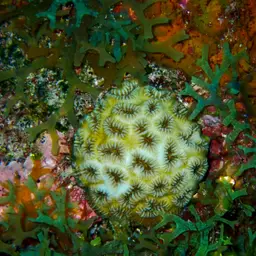 Golf Ball Coral, photo 9