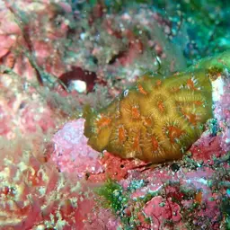 Golf Ball Coral, photo 10