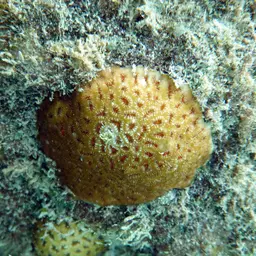 Golf Ball Coral, photo 11