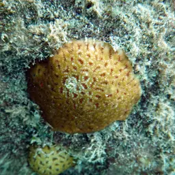 Golf Ball Coral, photo 12