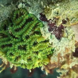 Knob Coral, photo 1