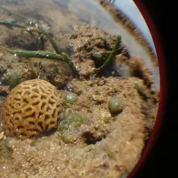 Knob Coral, photo 2