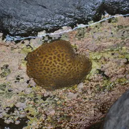 Knob Coral, photo 3