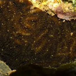 Knob Coral, photo 4
