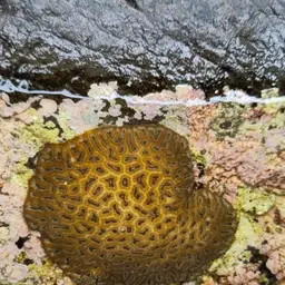 Knob Coral, photo 5