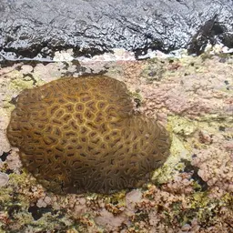 Knob Coral, photo 6