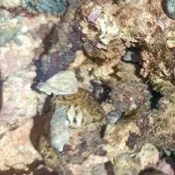 Knob Coral, photo 7
