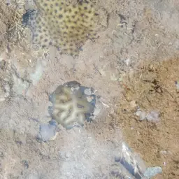Knob Coral, photo 8