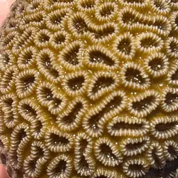 Knob Coral, photo 9