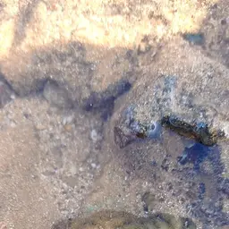 Knob Coral, photo 10