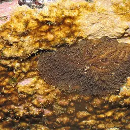 Knob Coral, photo 12