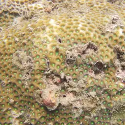 Gnarly Brain, photo 2