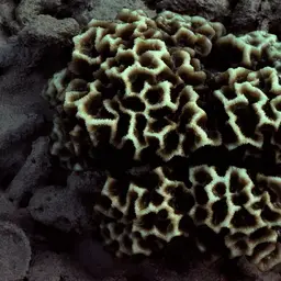 Gnarly Brain, photo 3