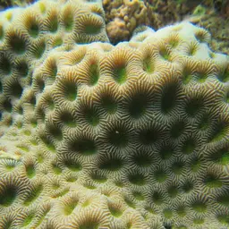 Gnarly Brain, photo 1