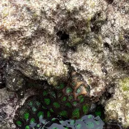 Gnarly Brain, photo 6