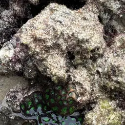 Gnarly Brain, photo 7