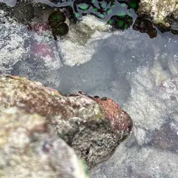 Gnarly Brain, photo 8