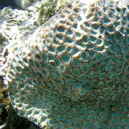 Larger Star Coral, photo 1