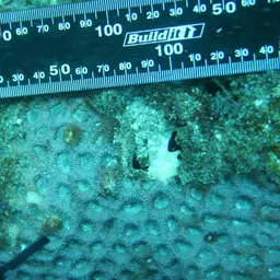 Larger Star Coral, photo 2