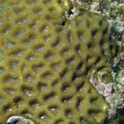Larger Star Coral, photo 1
