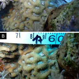 Larger Star Coral, photo 3